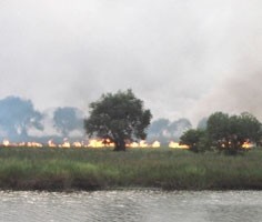 Tram Chim National Park in the southern province of Dong Thap was set a blaze by two large fires on April 25. (Photo:Lao Dong) Tram Chim National Park in the southern province of Dong Thap was set a blaze by two large fires on April 25. (Photo:Lao Dong)